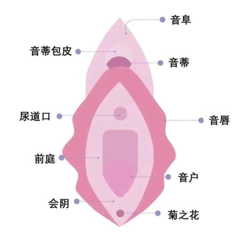 我觉得自己阴部太丑,怎么办