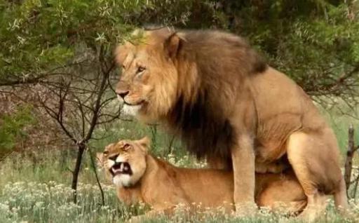 自然界性爱时长排名，人类能排第几？