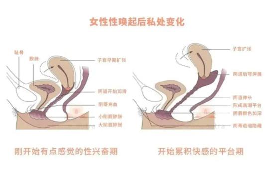 女人的那里有多深？你量过吗