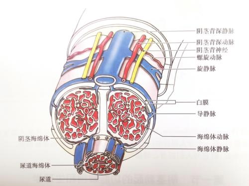 房事的时候一带套就软怎么回事