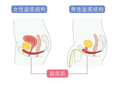 提升性能力，男女双修的PC肌训练技巧