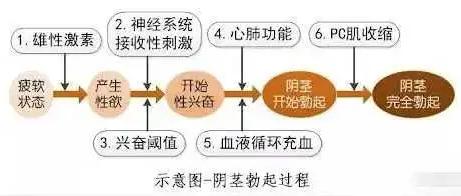 深蹲真的能提高性功能吗