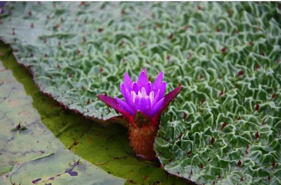 乳房和小脚，古人更钟爱哪一个