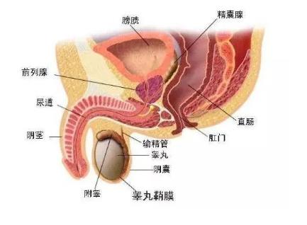男生前列腺高潮,是一种什么体验
