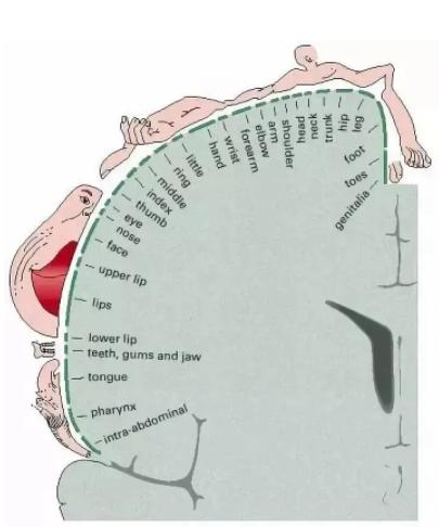 为什么有些男生喜欢亲女生的脚