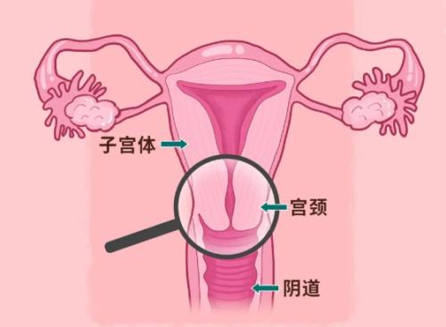 女生被怼到花芯，是什么感觉