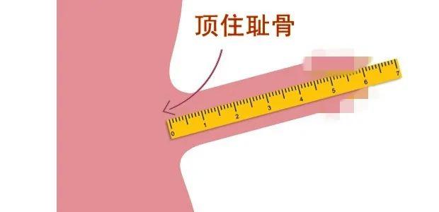 男生丁丁最长有多长?如何正确测量长度