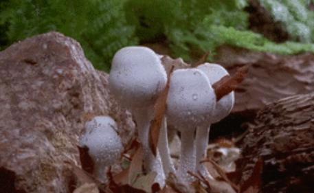 男生没有晨勃,就是性功能不行了