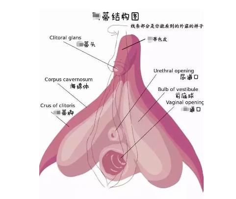 女性有哪些自慰的方式,女性的性反应周期