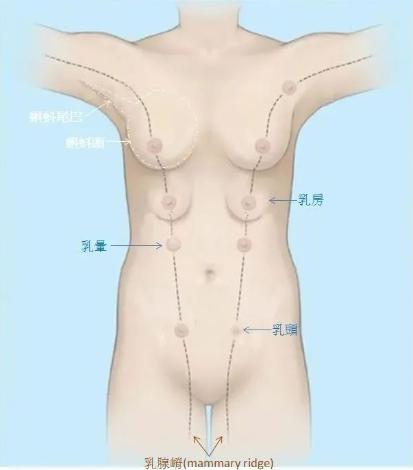 女生可能不止有一对乳房,副乳也能分泌乳汁