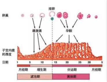 痛经到底有多疼？99%的男生都低估了