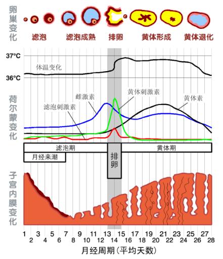 你知道吗?女生的性欲望一直被它影响...