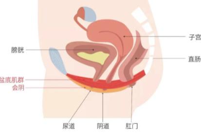阴道松弛怎么办?试试这几个方法让私处变紧致