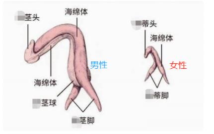 女生勃起全过程，这是可以看的吗