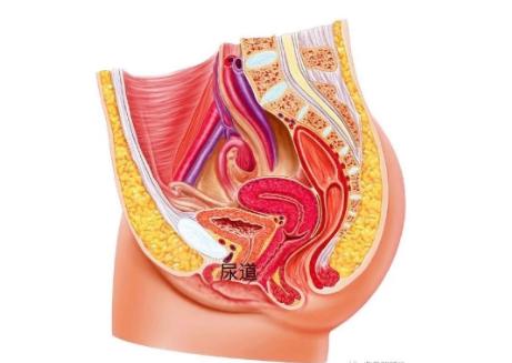 女生性生活后要不要马上排尿