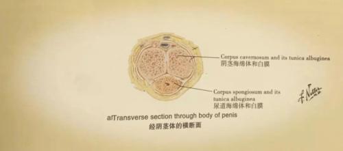这些性爱姿势,丁丁可能会断