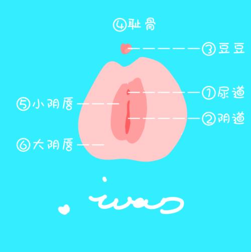 新手如何挑选跳蛋,如何使用跳蛋