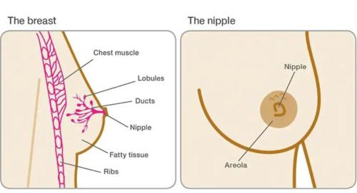 女生的胸能被男友摸大？这些话千万别信