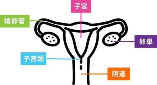 你知道要如何呵护你的阴道和外阴吗