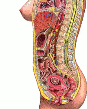 怀孕为什么会长妊娠纹?怎么预防妊娠纹的出现？