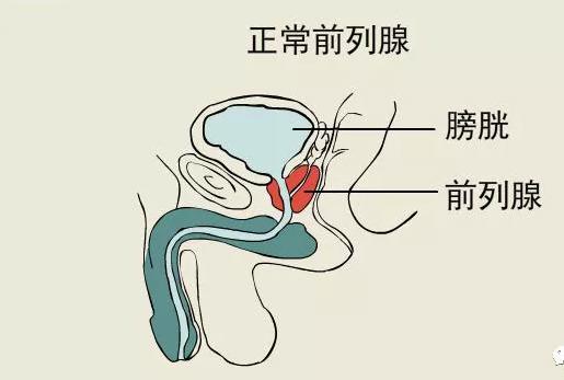 关于前列腺,你应该知道的事