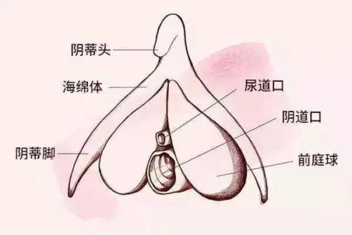 生理科普：你真的了解你的阴蒂吗