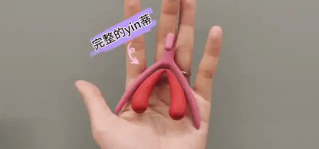 生理科普:你真的了解你的阴蒂吗