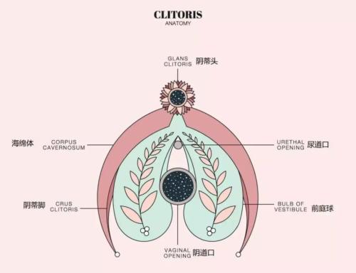 生理科普:你真的了解你的阴蒂吗