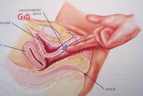 科普:G点到底在哪