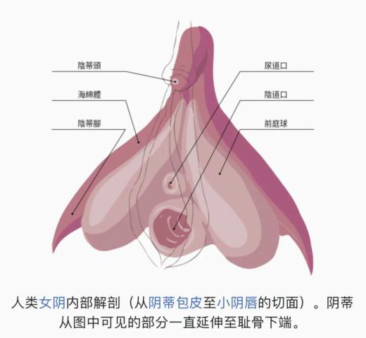 科普:阴蒂的那些事儿