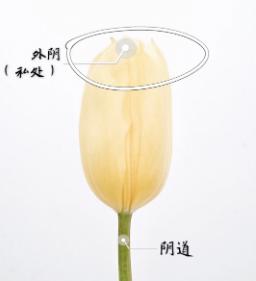 对于女性私处,你有太多误会