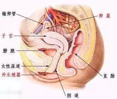 女生阴道松弛怎么办