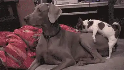 啪腻了”如何重拾当初热恋的感觉呢?