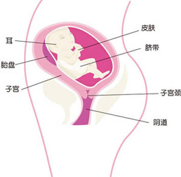 【怀孕23周】怀孕23周胎儿图,怀孕23周胎儿发育状况情况