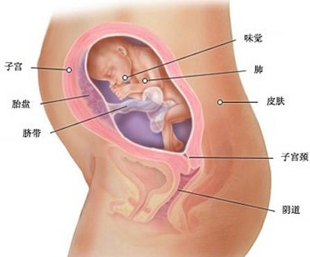 【怀孕23周】怀孕23周胎儿图,怀孕23周胎儿发育状况情况