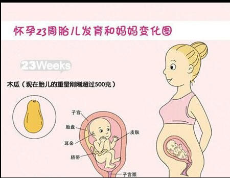 【怀孕23周】怀孕23周胎儿图,怀孕23周胎儿发育状况情况