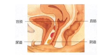 了解女性阴道生理结构图:关爱女性健康（真实阴道图）