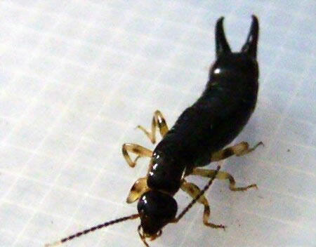 蠼螋怎么读：蠼螋一种什么样的动物,蠼螋咬人后有毒吗