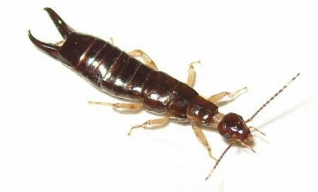 蠼螋怎么读：蠼螋一种什么样的动物,蠼螋咬人后有毒吗