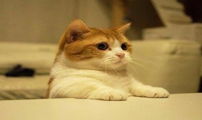 世界上最可爱最萌的猫：你绝对没有见过（图）