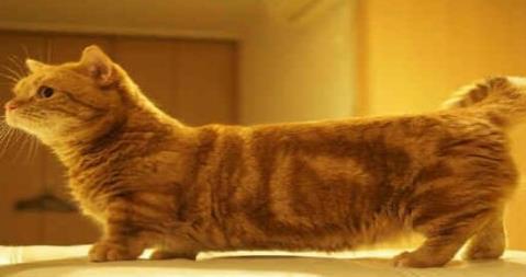 世界上最可爱最萌的猫:你绝对没有见过(图)