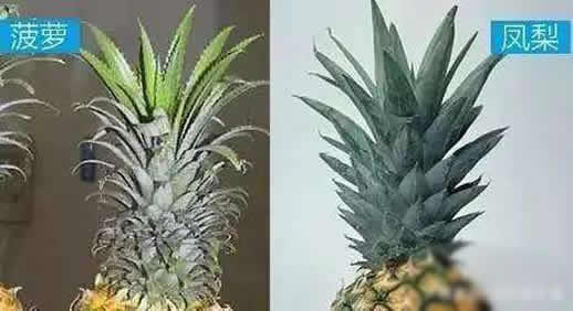 菠萝又叫聚花果的原因曝光：菠萝和凤梨傻傻分不清