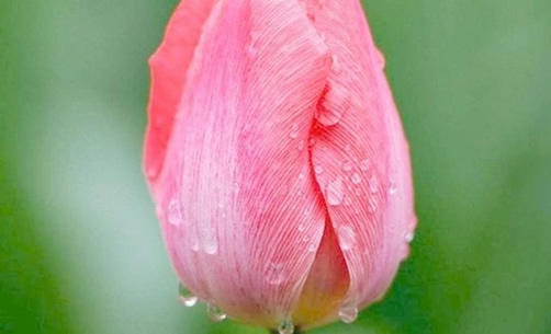 女性的隐秘部位图片 什么样子的示意图及结构解析