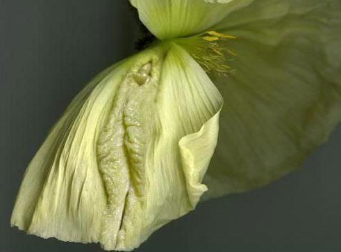 女人二十种外阴照片：女人外阴的形状照片与生理知识