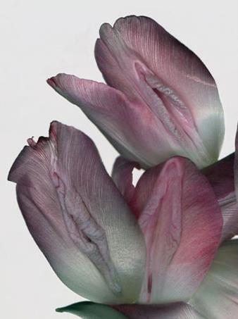 女人二十种外阴照片：女人外阴的形状照片与生理知识