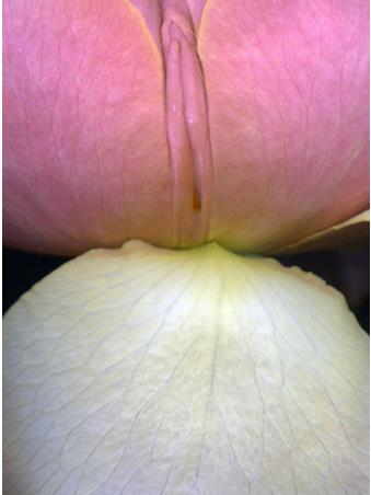 女人二十种外阴照片：女人外阴的形状照片与生理知识