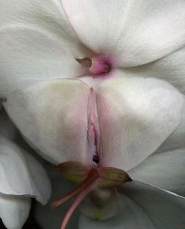 女人二十种外阴照片：女人外阴的形状照片与生理知识