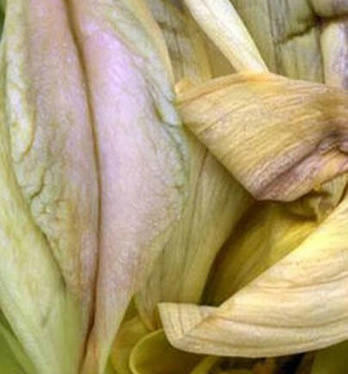 女人十大名器详解：不一样的外阴形状不一样的感觉