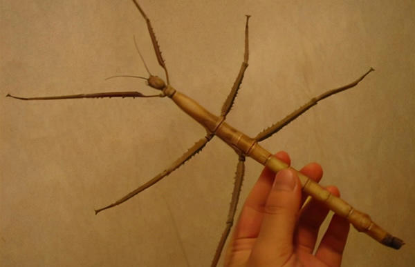 最大的昆虫(世界十大昆虫及图片)