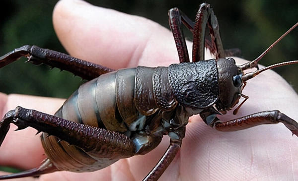 最大的昆虫(世界十大昆虫及图片)